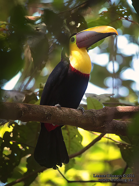 YELLOW-THROATED TOUCAN (Ramphastos ambiguus) - STOR BILD / FULL SIZE