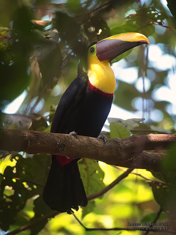 YELLOW-THROATED TOUCAN (Ramphastos ambiguus) - Stäng / Close