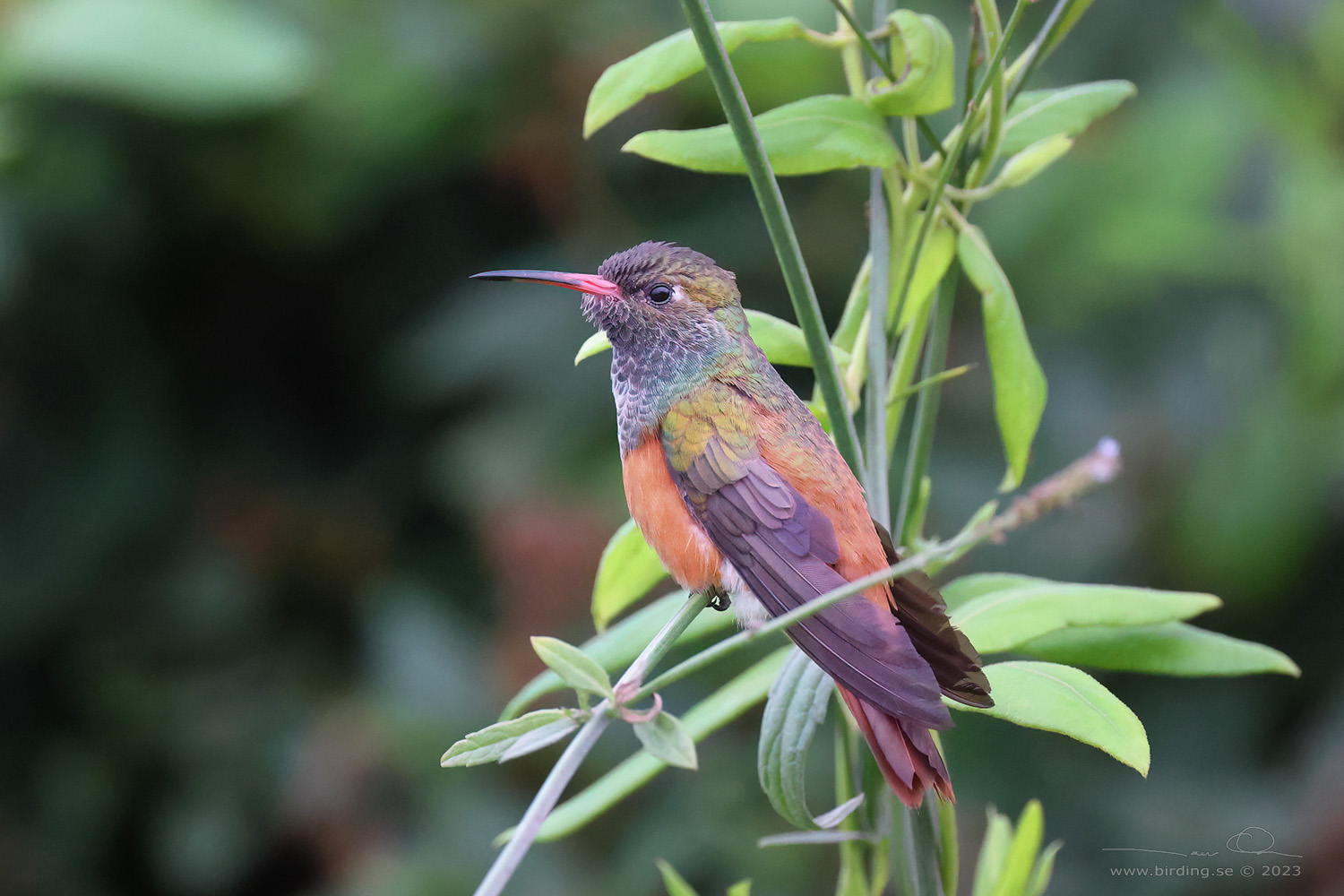 AMAZILIA HUMMINGBIRD (Amazilis amazilia) - Stäng / close