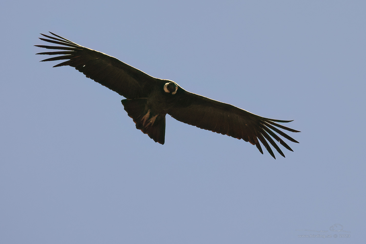 ANDEAN CONDOR (Vultur gyphus) - Stäng / close