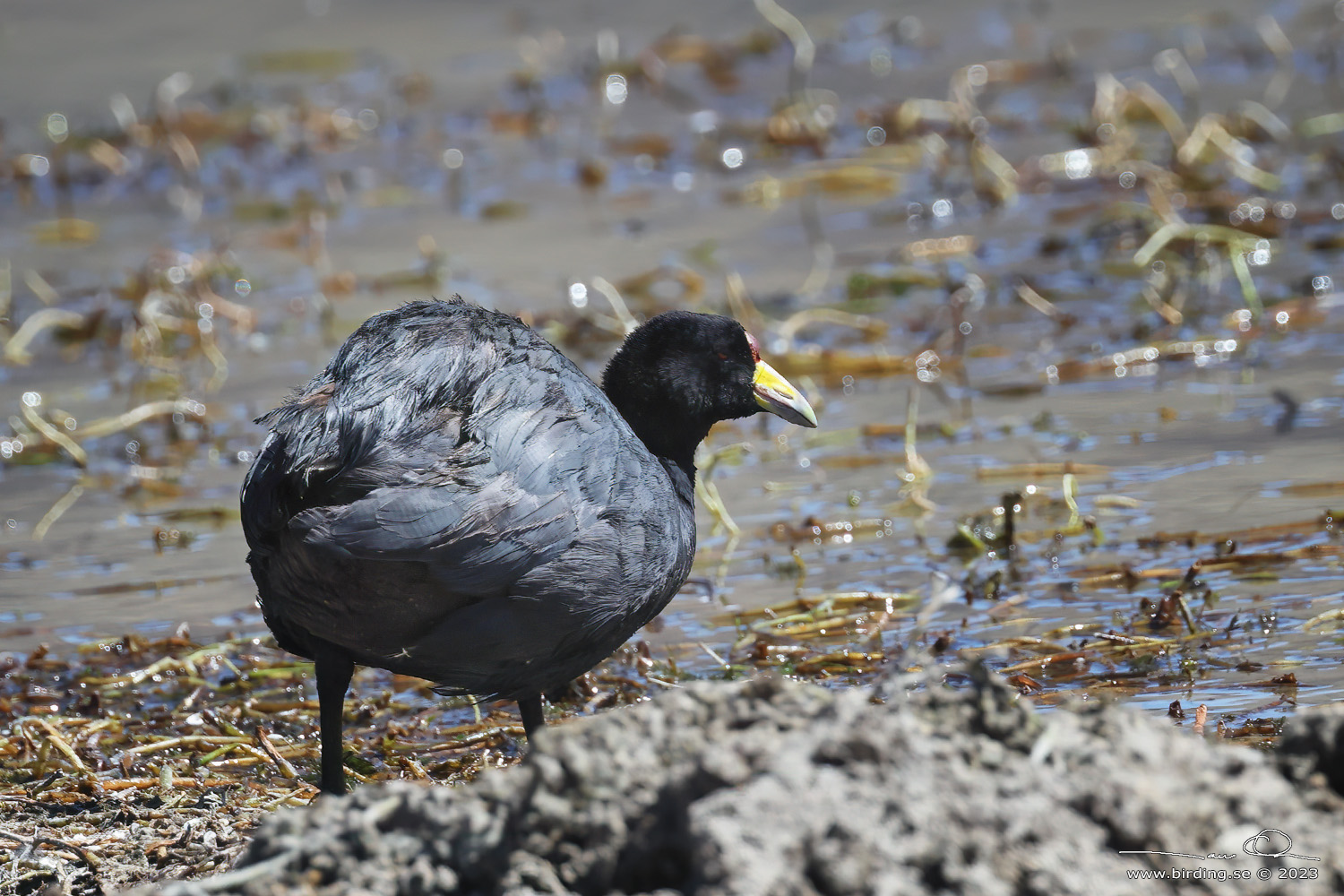 ANDEAN COOT (Fulica ardesiaca) - Stäng / close