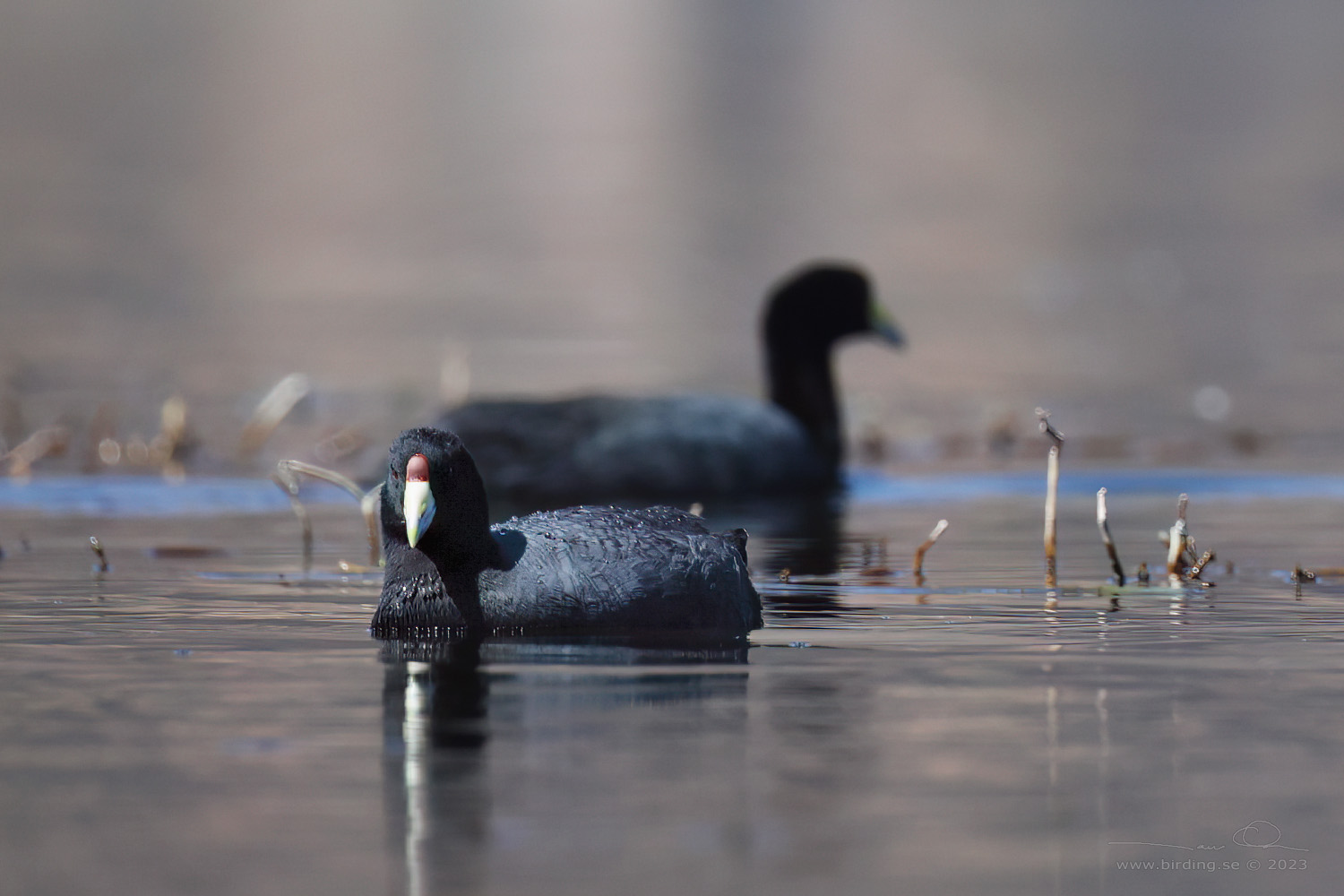 ANDEAN COOT (Fulica ardesiaca) - Stäng / close