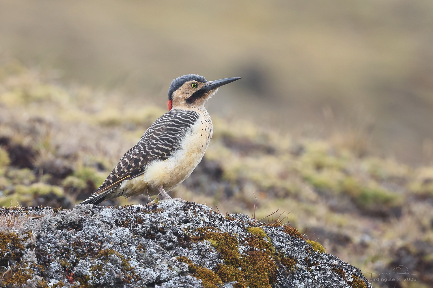 ANDEAN FLICKER (Colaptes rupicula) - Stäng / close