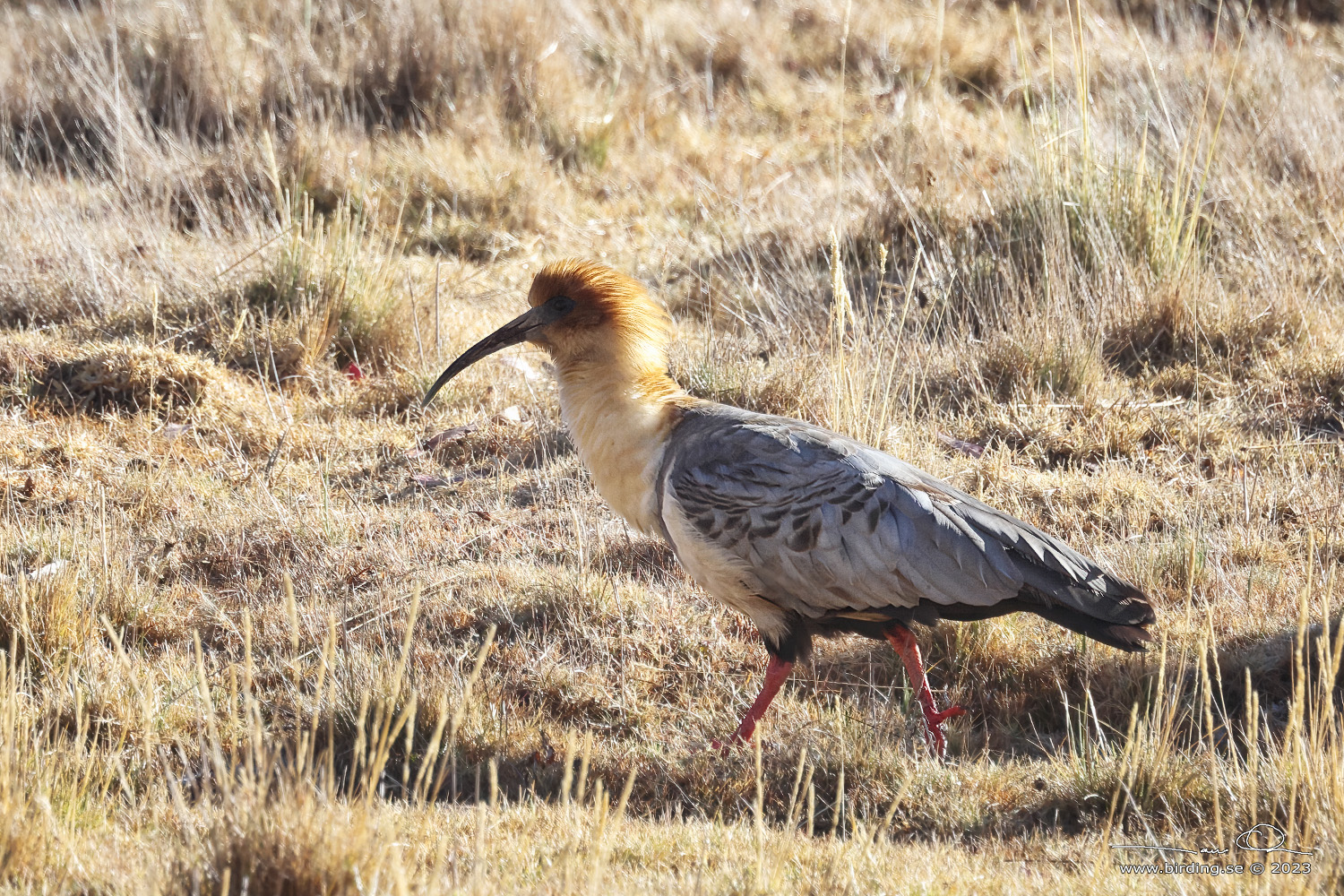 ANDEAN IBIS (Theristicus branickii) - Stäng / close