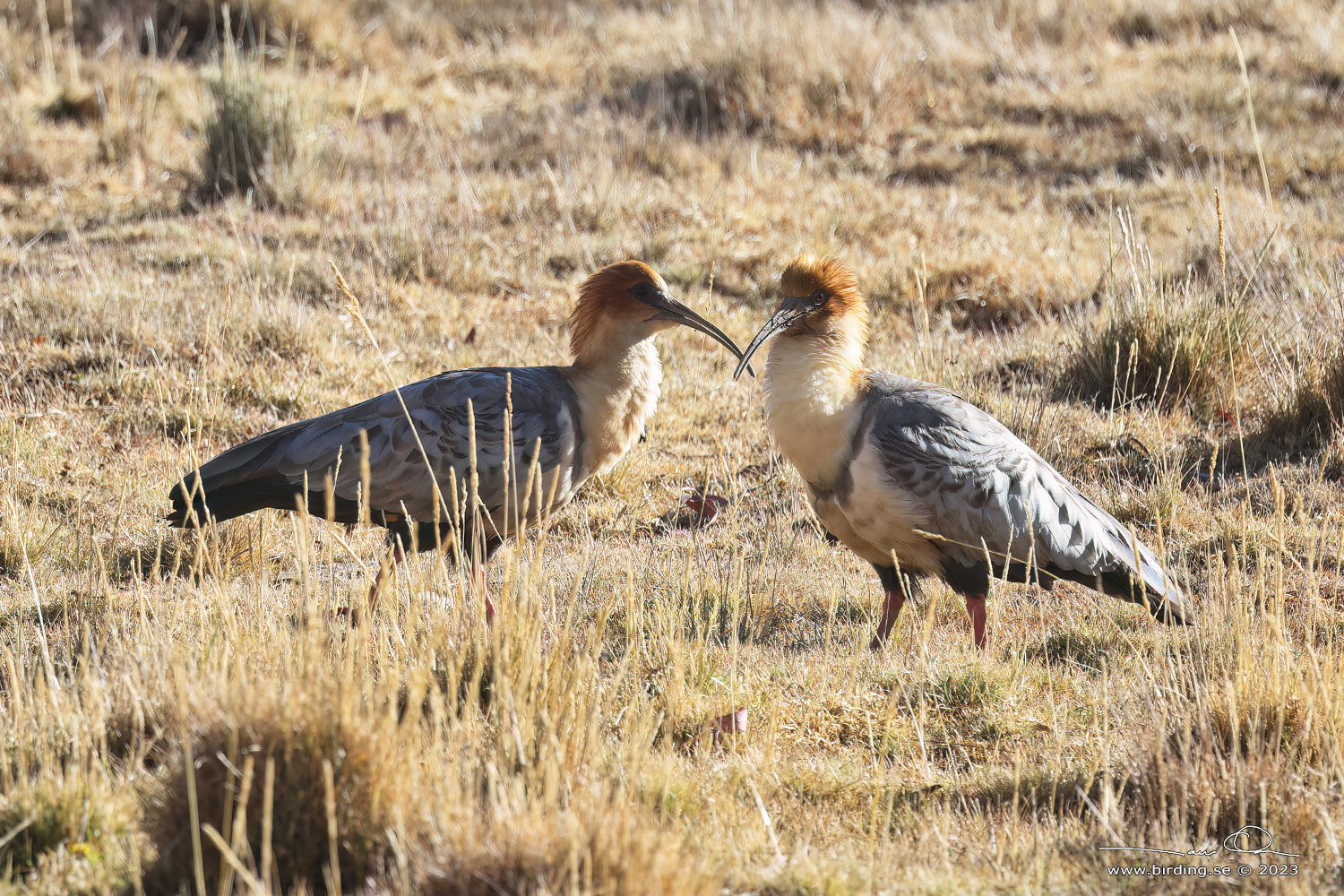 ANDEAN IBIS (Theristicus branickii) - Stäng / close