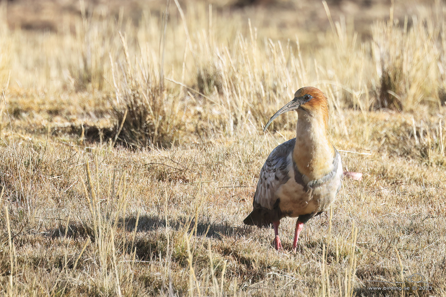 ANDEAN IBIS (Theristicus branickii) - Stäng / close