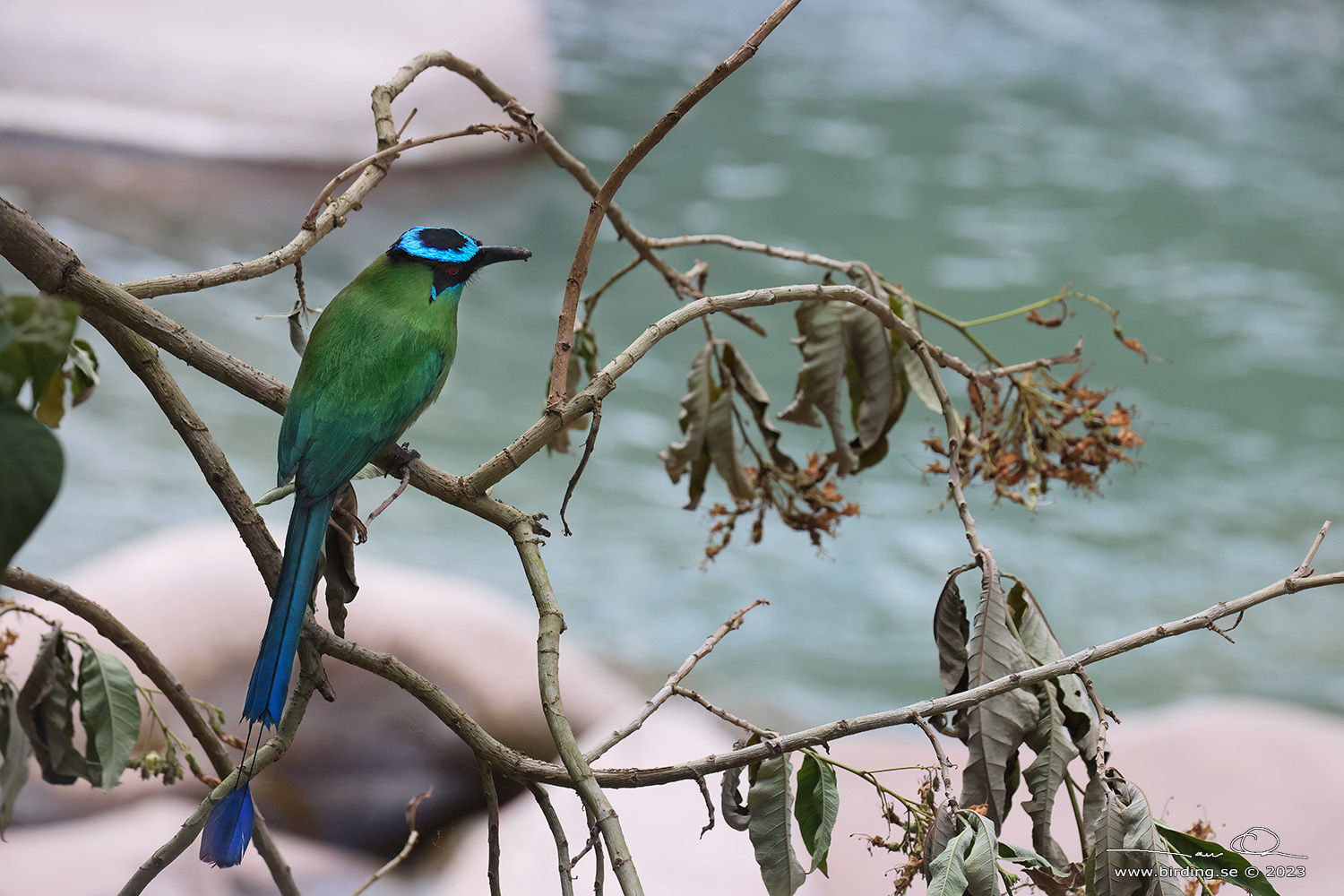 ANDEAN MOTMOT (Momotus aequatorialis) - Stäng / close