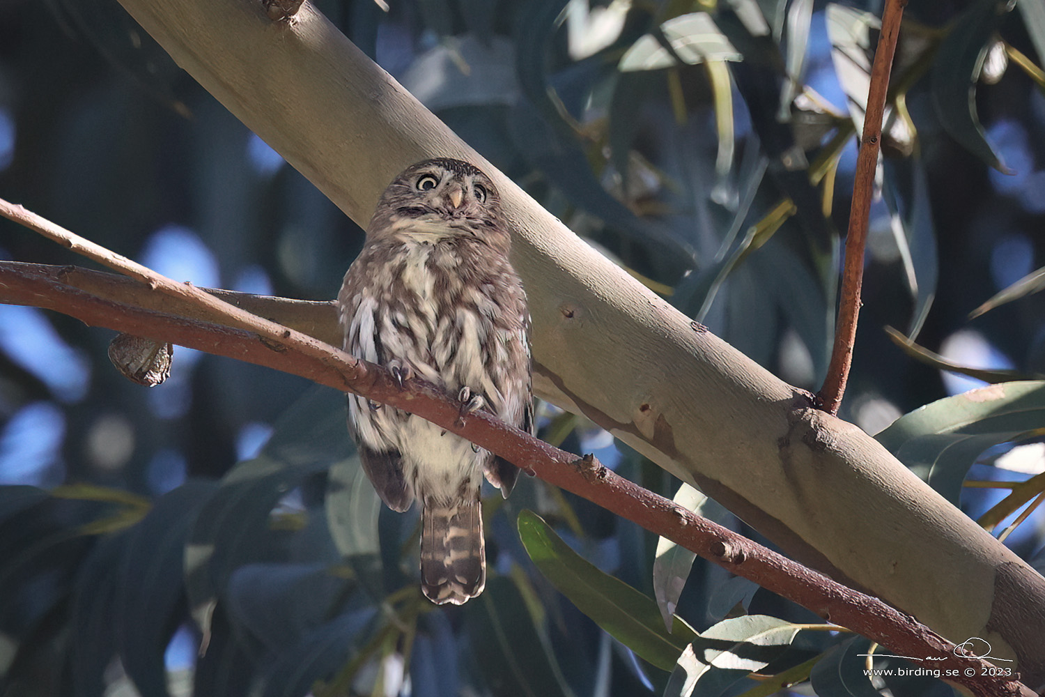 ANDEAN PYGMY OWL (Glaucidium jardinii) - Stäng / close