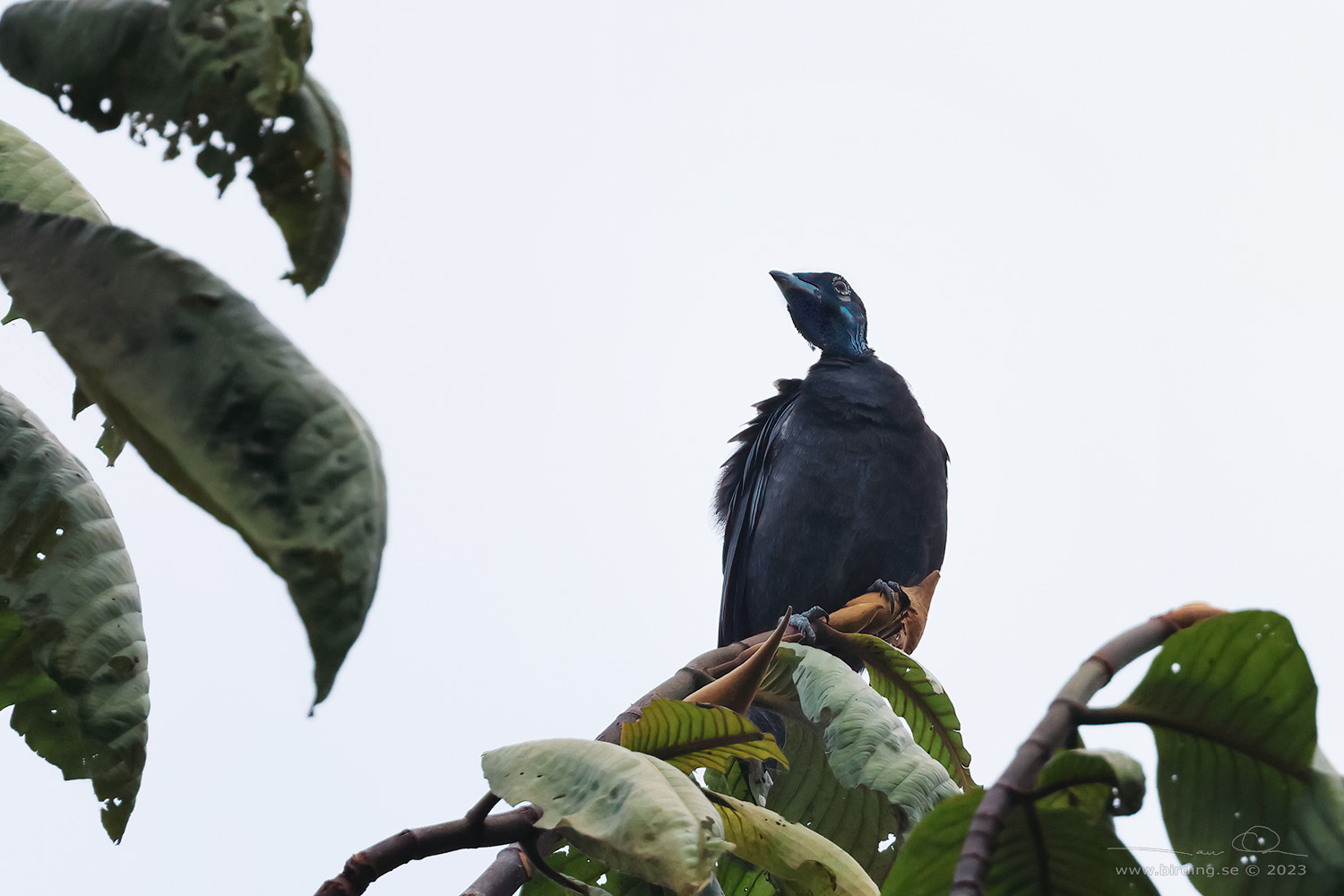 BARE-NECKED FRUITCROW (Gymnoderus foetidus) - Stäng / close