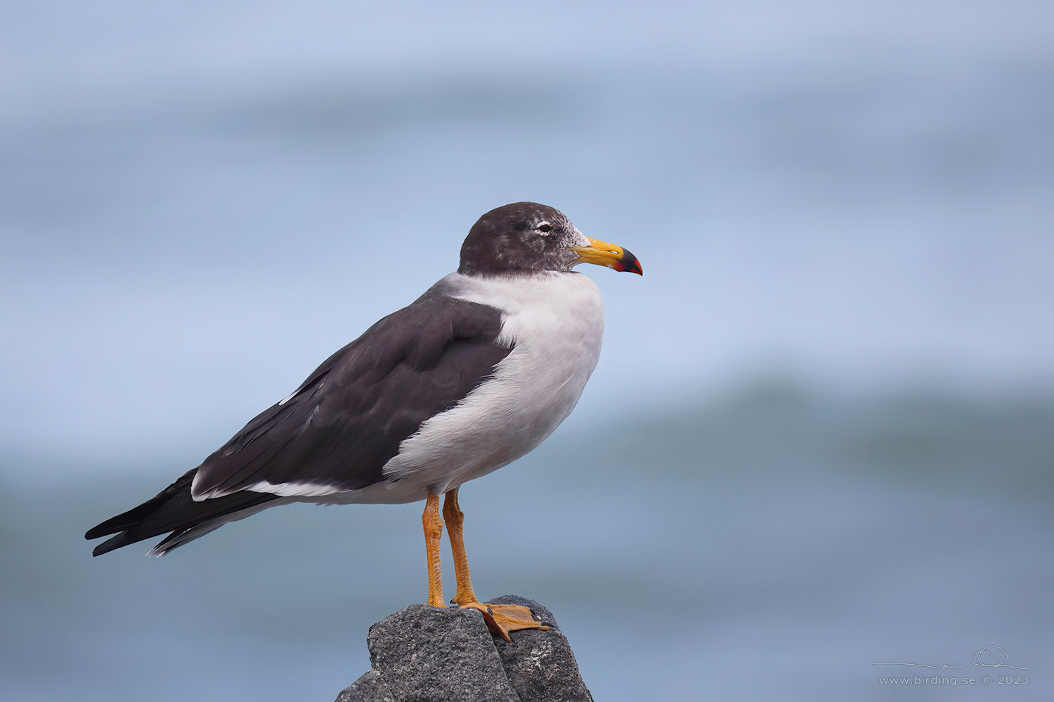 BELCHER'S GULL (Larus belcheri) - Stäng / close