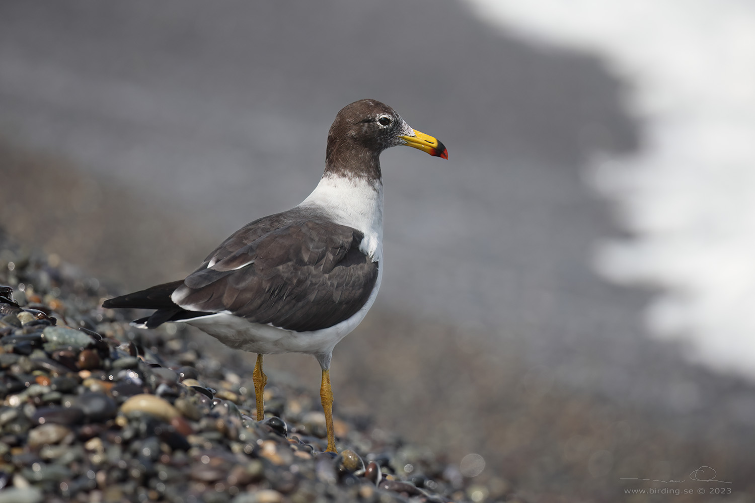 BELCHER'S GULL (Larus belcheri) - Stäng / close