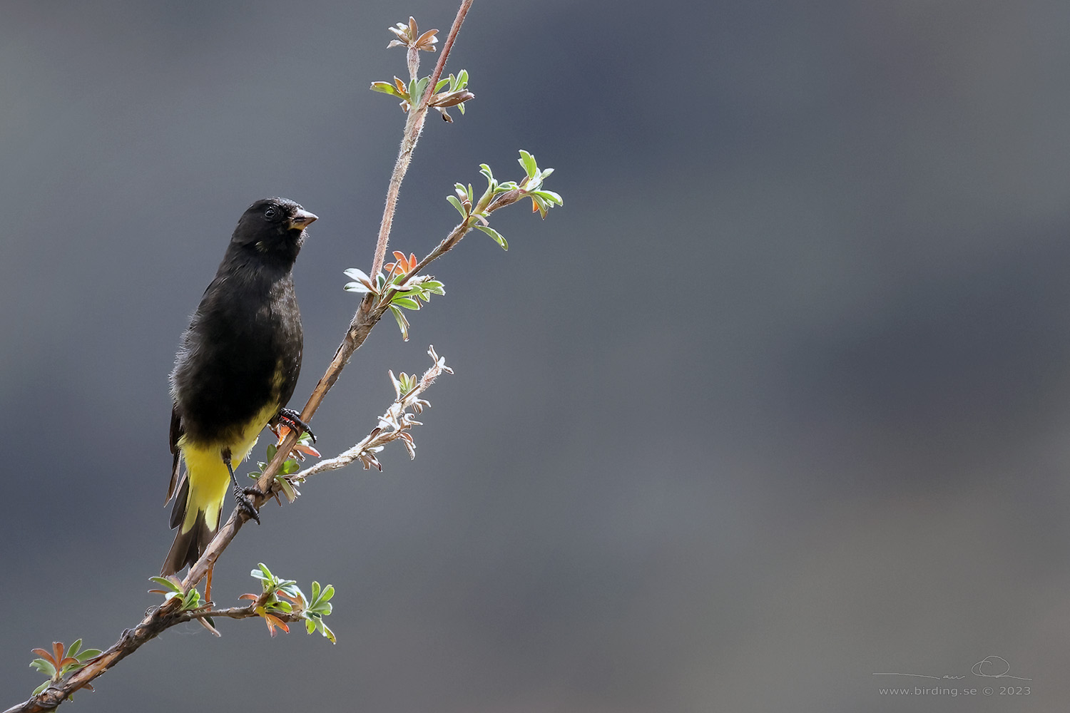 BLACK SISKIN (Spinus atratus) - Stäng / close