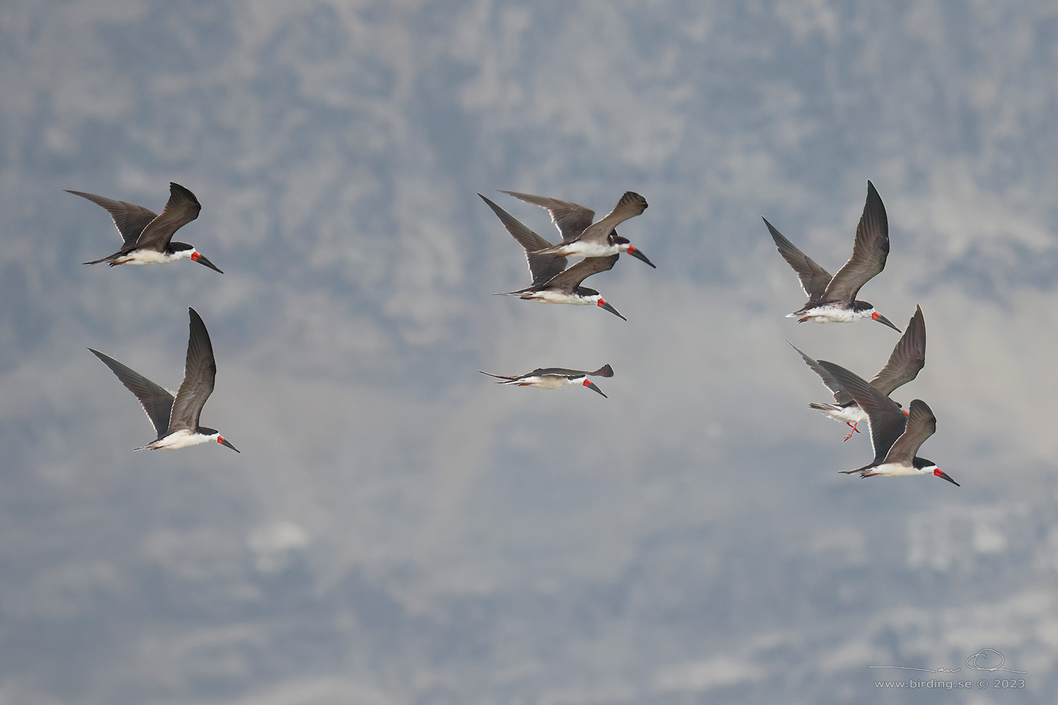 BLACK SKIMMER (Rynchops niger) - Stäng / close