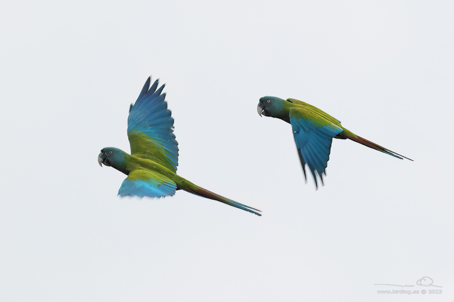BLUE-HEADED MACAW (Primolius couloni) - Stäng / close