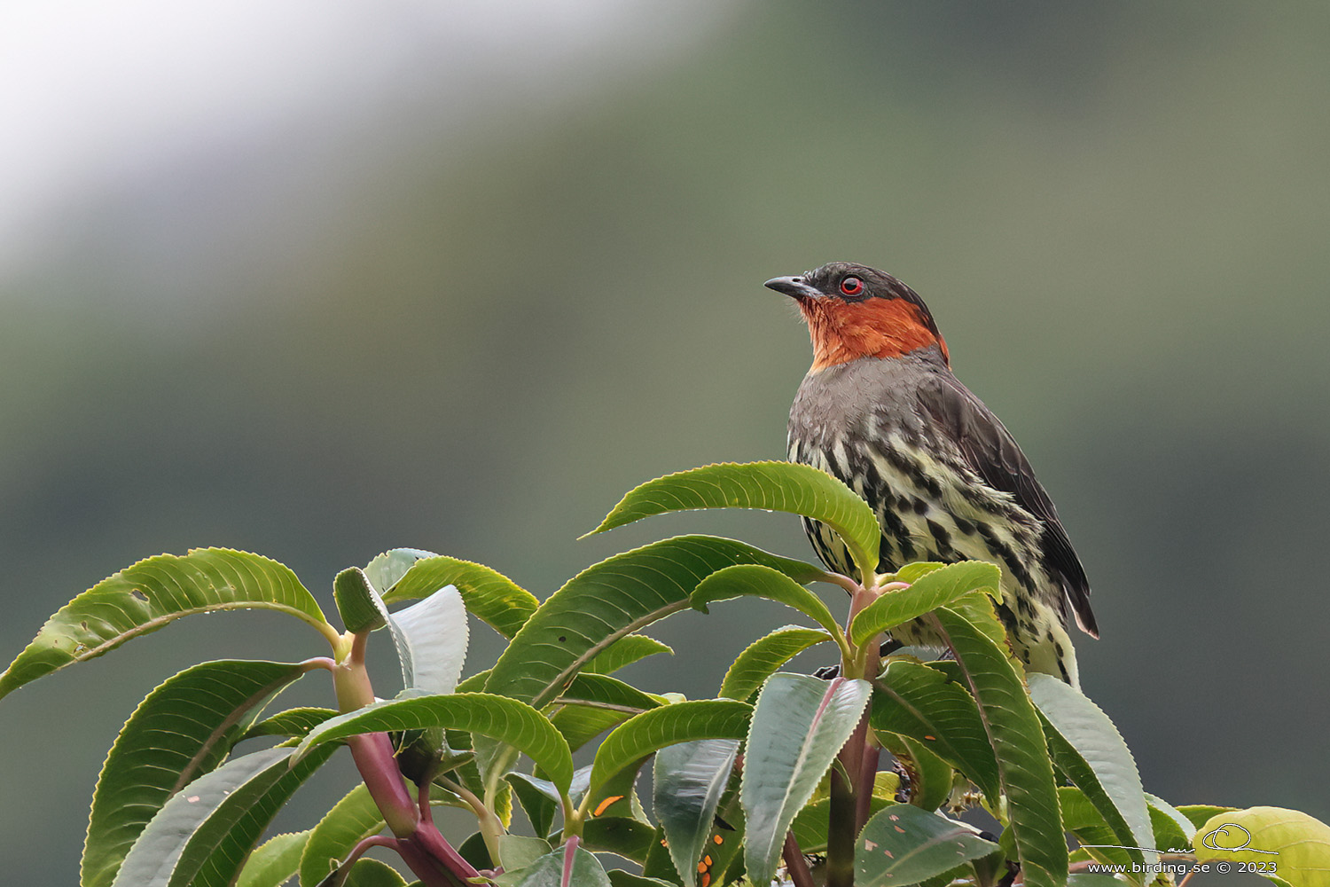 CHESTNUT-CRESTED COTINGA (Ampelion rufaxilla) - Stäng / close