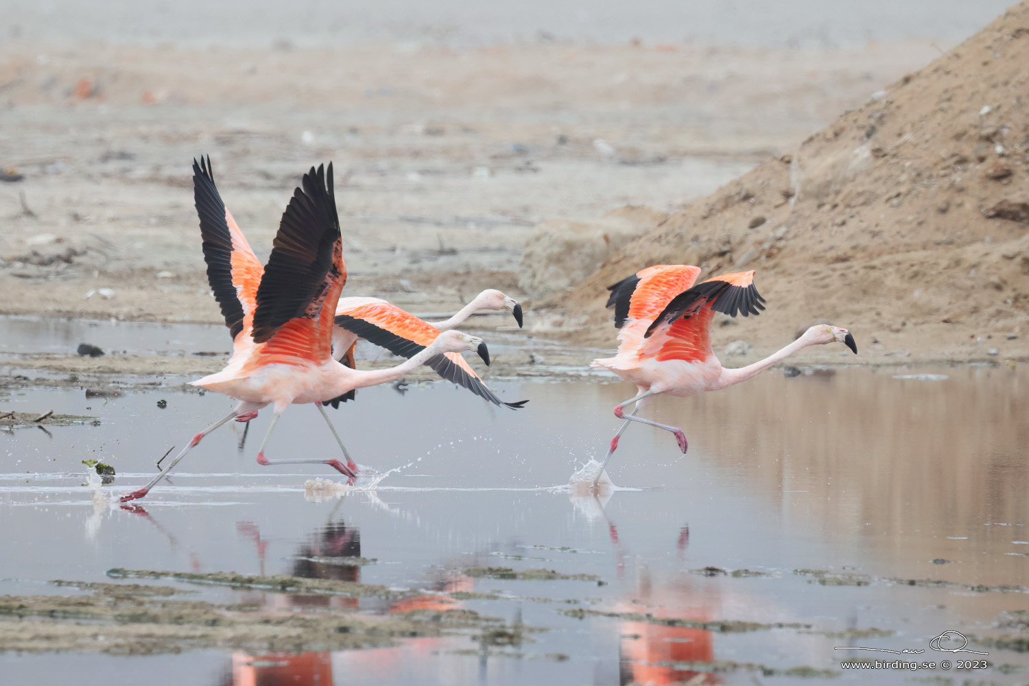 CHILEAN FLAMINGO (Phoenicopterus chilensis) - Stäng / close