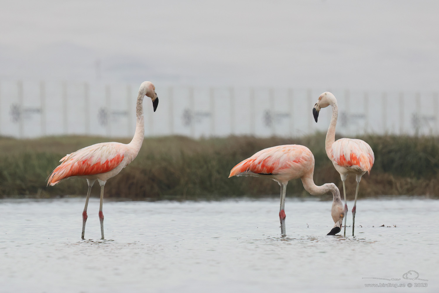 CHILEAN FLAMINGO (Phoenicopterus chilensis) - Stäng / close