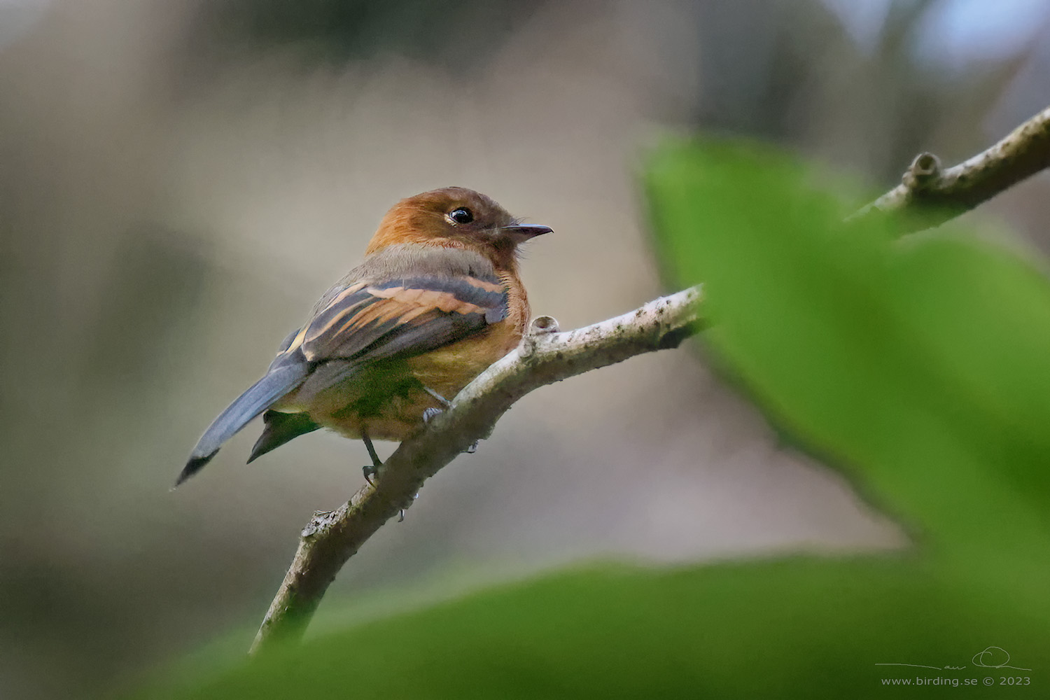 CINNAMON FLYCATCHER (Pyrrhomyias cinnamomeus) - Stäng / close
