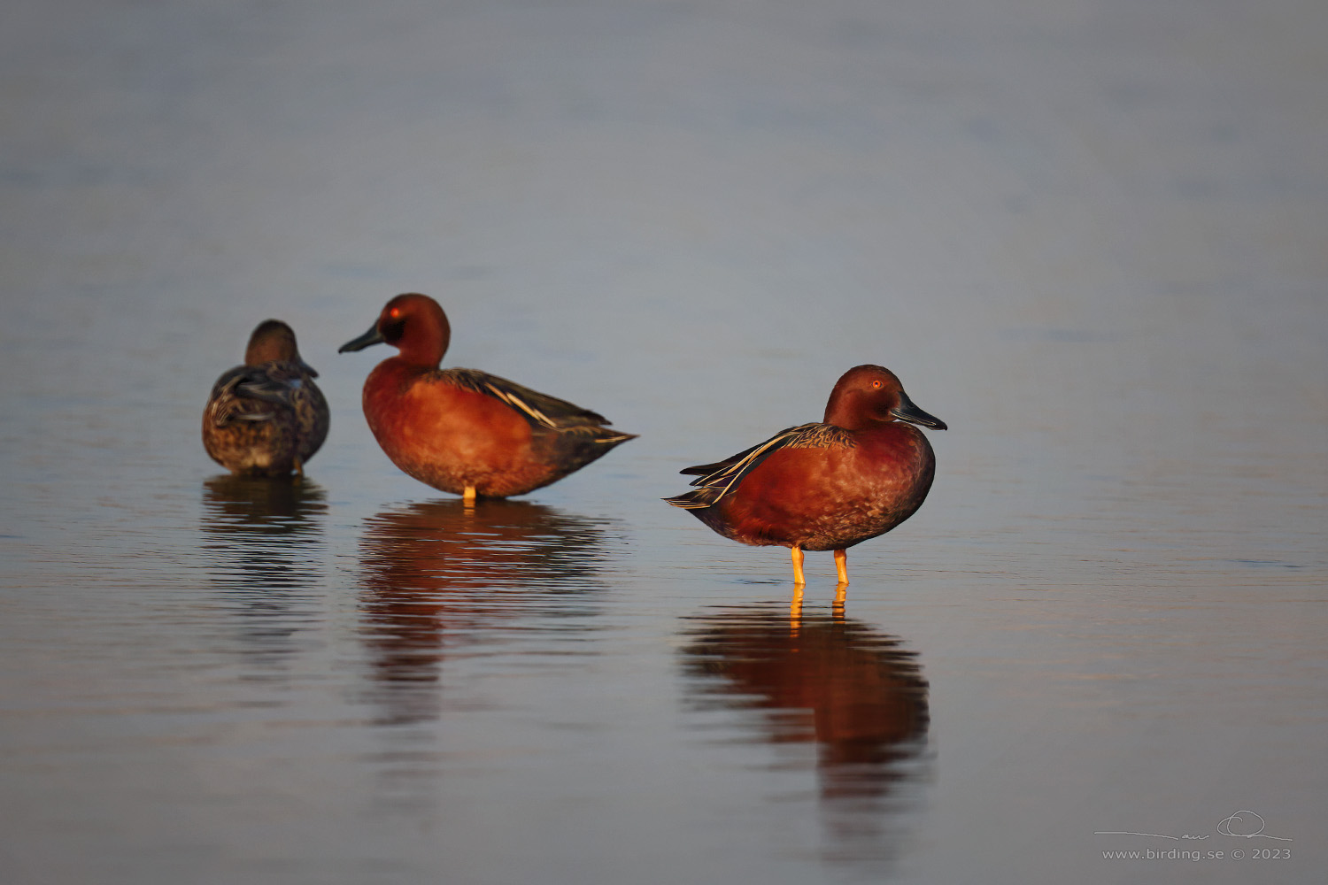 CINNAMON TEAL (Spatula cyanoptera) - Stäng / close