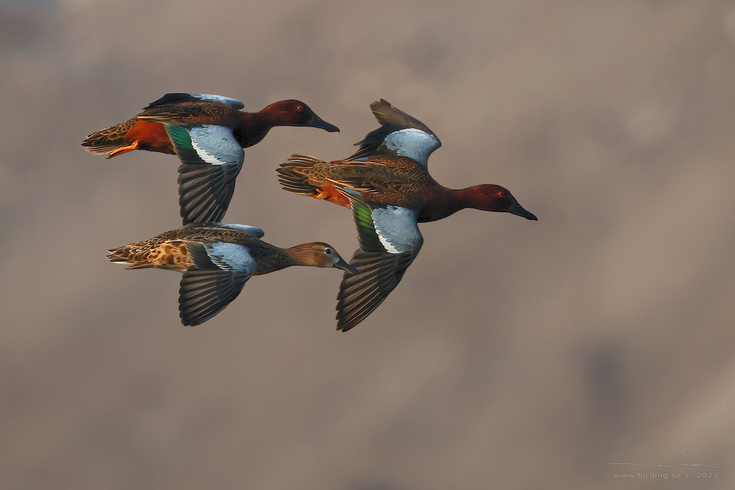 CINNAMON TEAL (Spatula cyanoptera) - Stäng / close