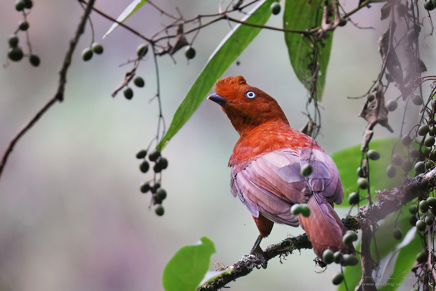 ANDEAN COCK-OF-THE-ROCK (Rupicola peruvianus) - Stäng / close