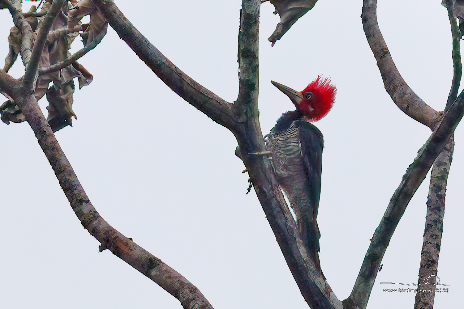 CRIMSON-CRESTED WOODPECKER (Campephilus melanoleucos) - Stäng / close