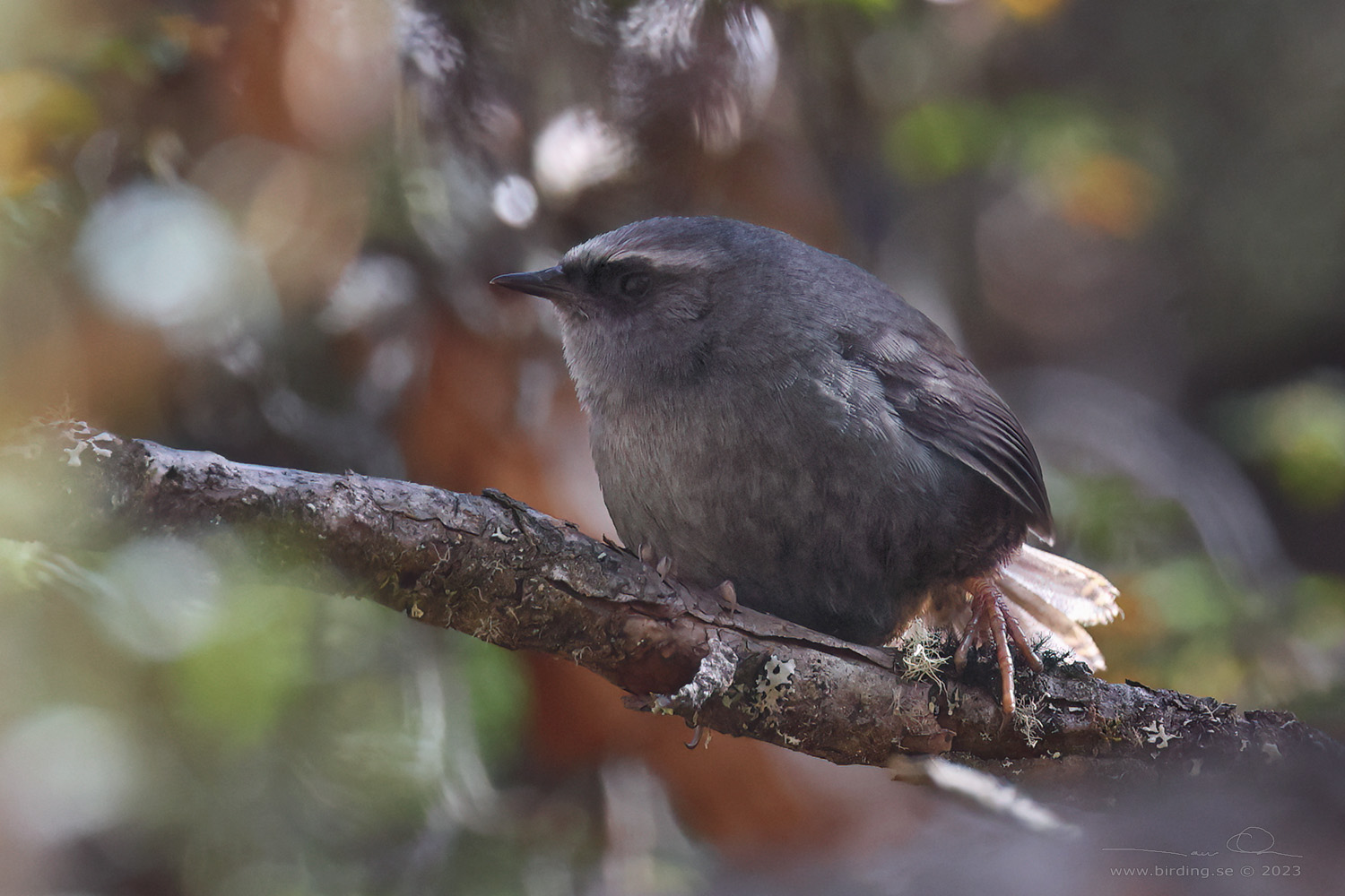 DIADEMED TAPACULO (Scytalopus schulenbergi) - Stäng / close