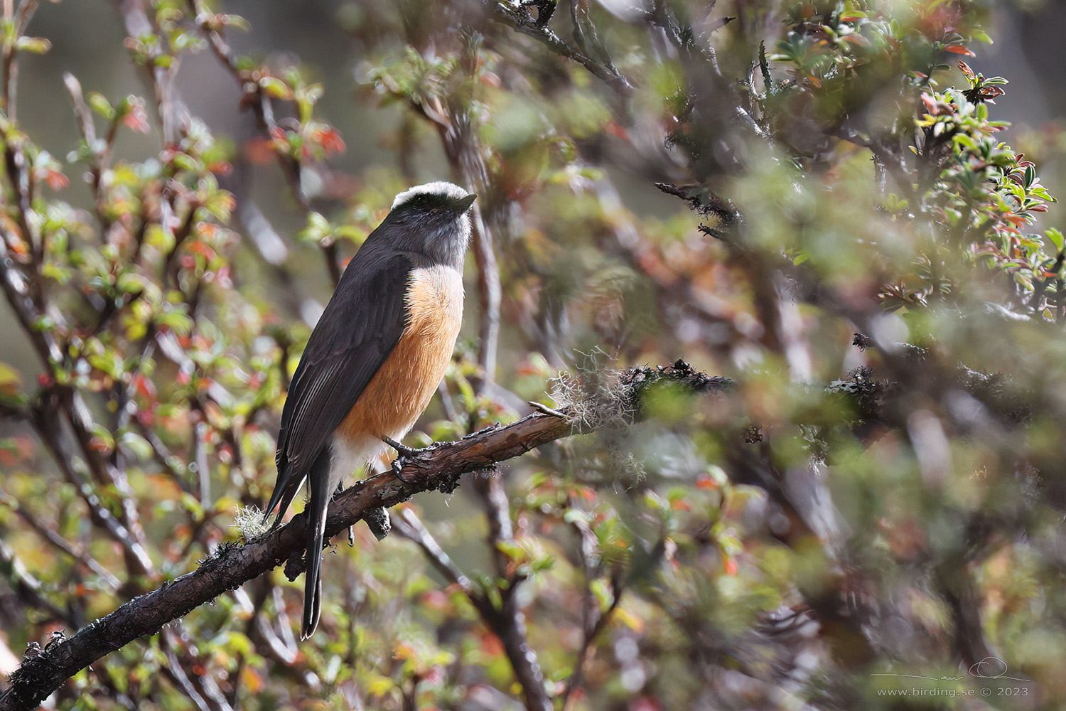 D'ORBIGNY'S CHAT-TYRANT (Ochthoeca oenanthoides) - Stäng / close