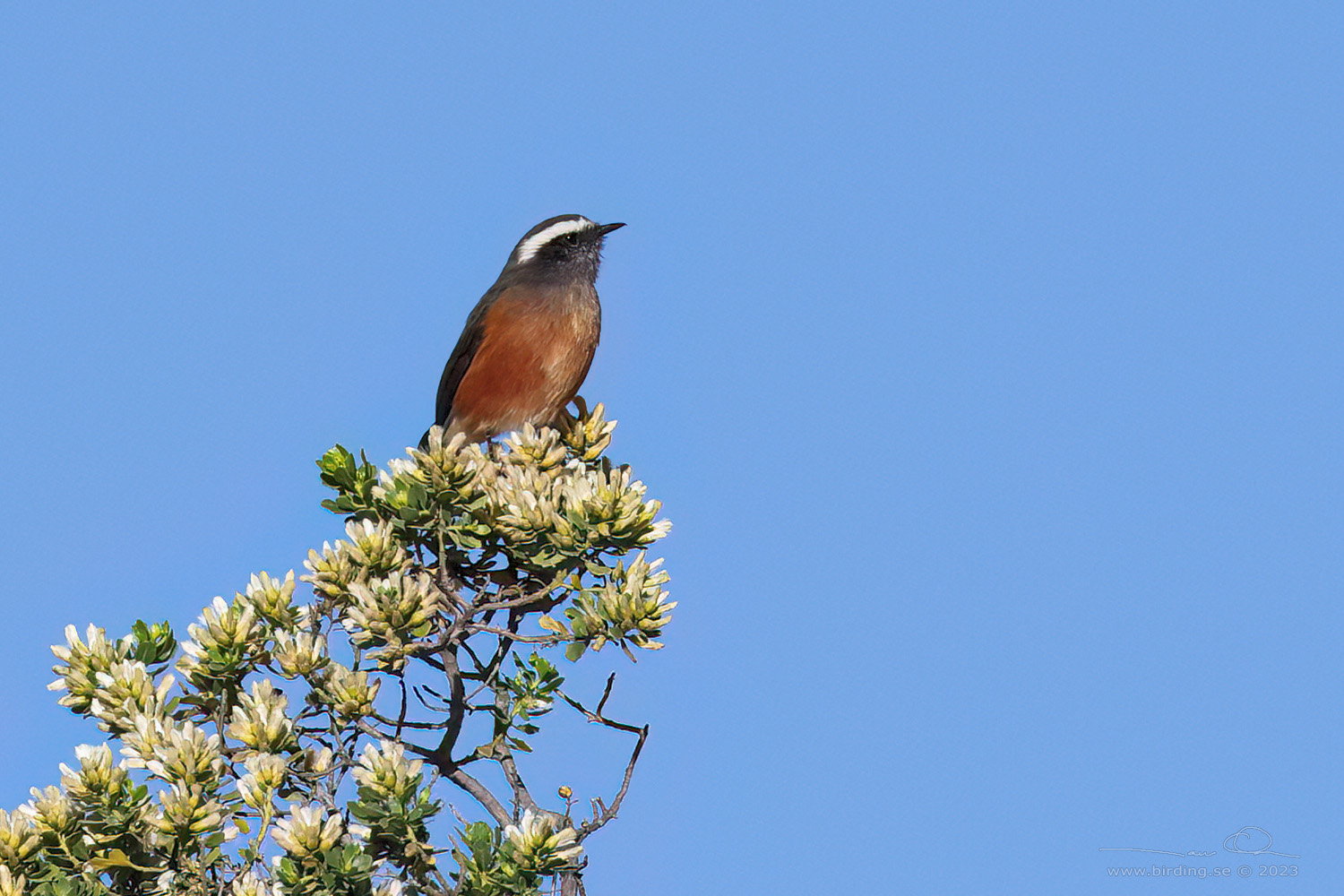 D'ORBIGNY'S CHAT-TYRANT (Ochthoeca oenanthoides) - Stäng / close