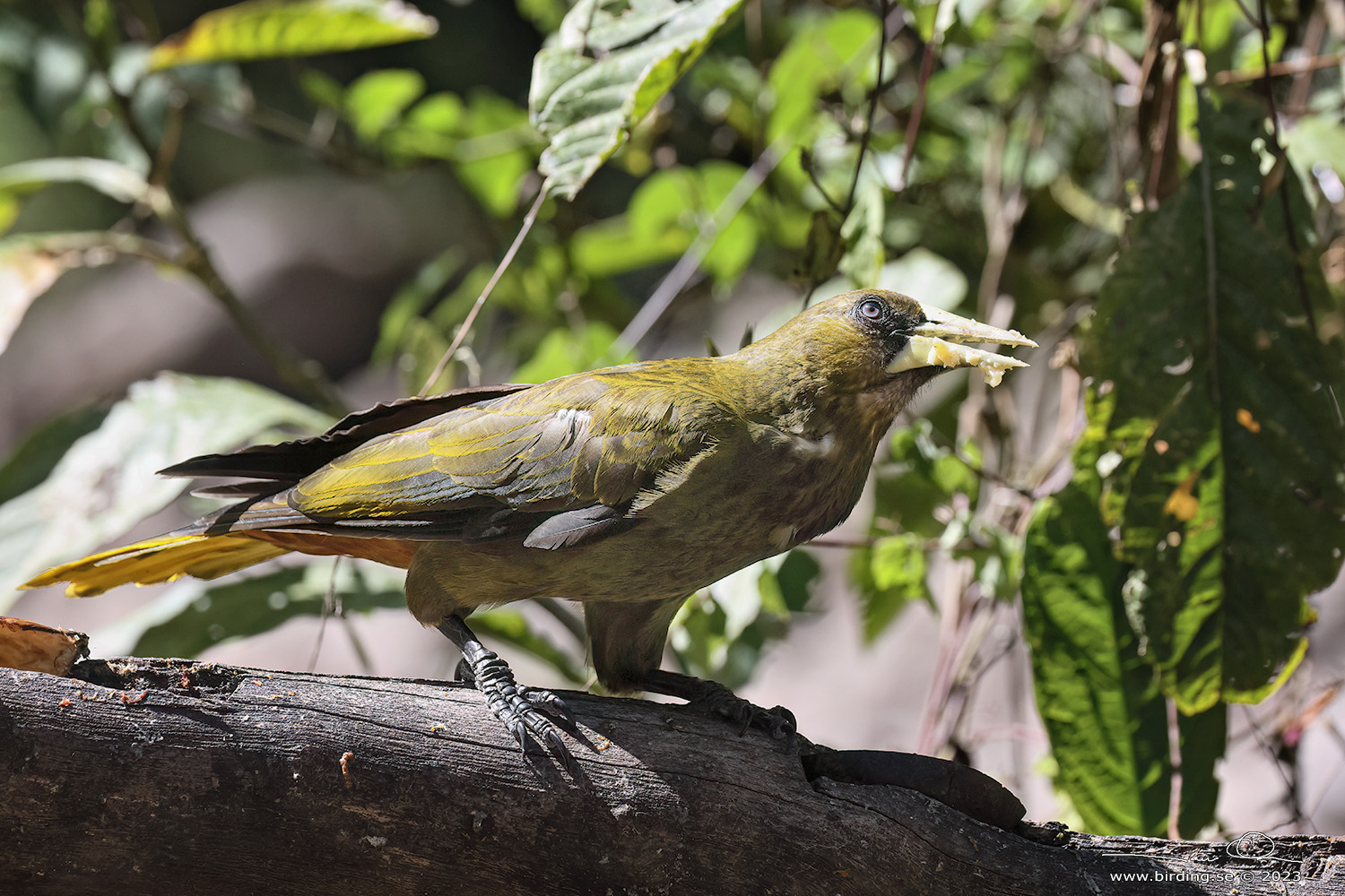 DUSKY-GREEN OROPENDULA (Psarocolius atrovirens) - Stäng / close