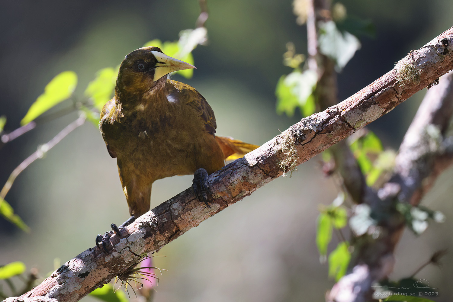 DUSKY-GREEN OROPENDULA (Psarocolius atrovirens) - Stäng / close