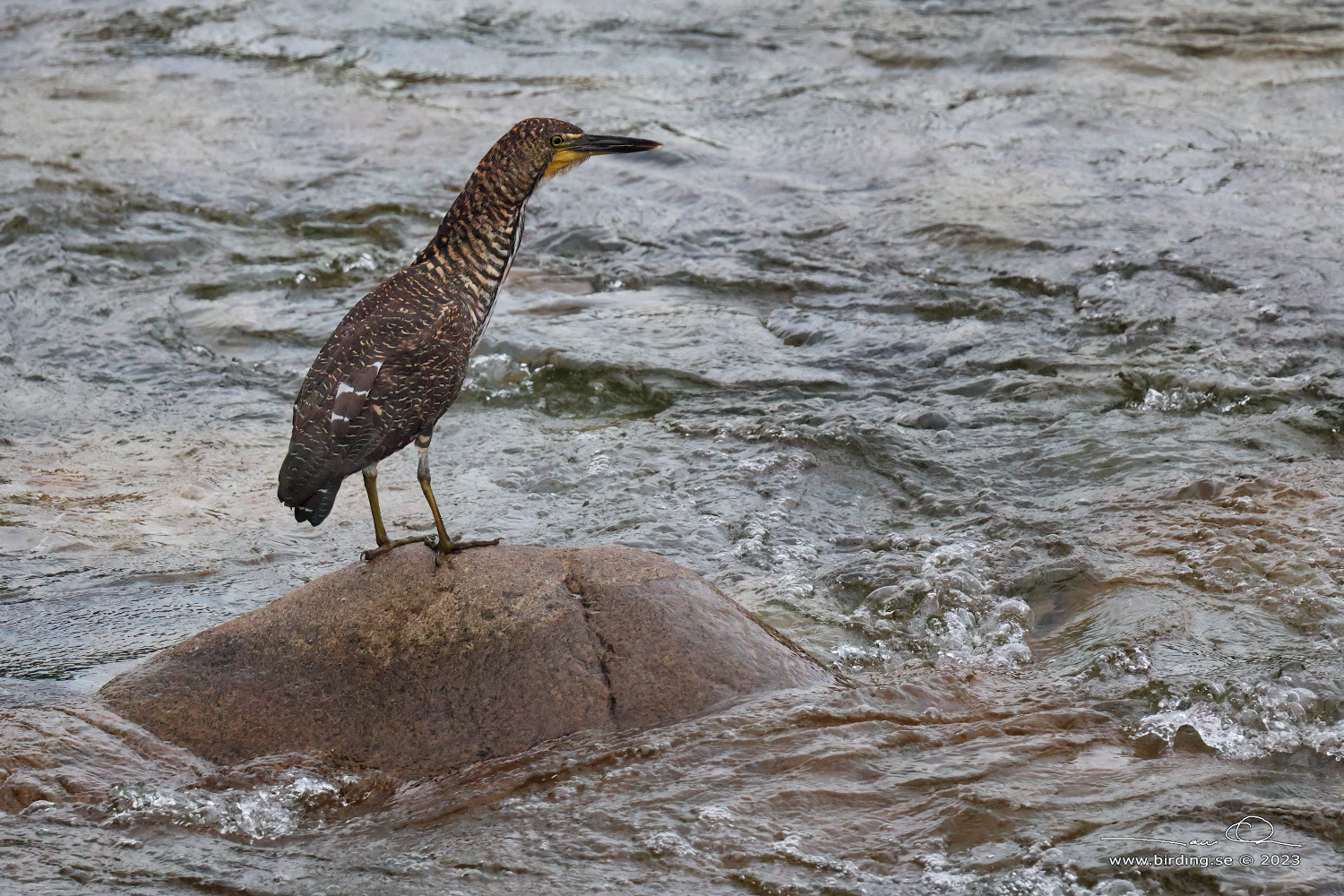 FASCIATED TIGER HERON (Tigrisoma fasciatum) - Stäng / close