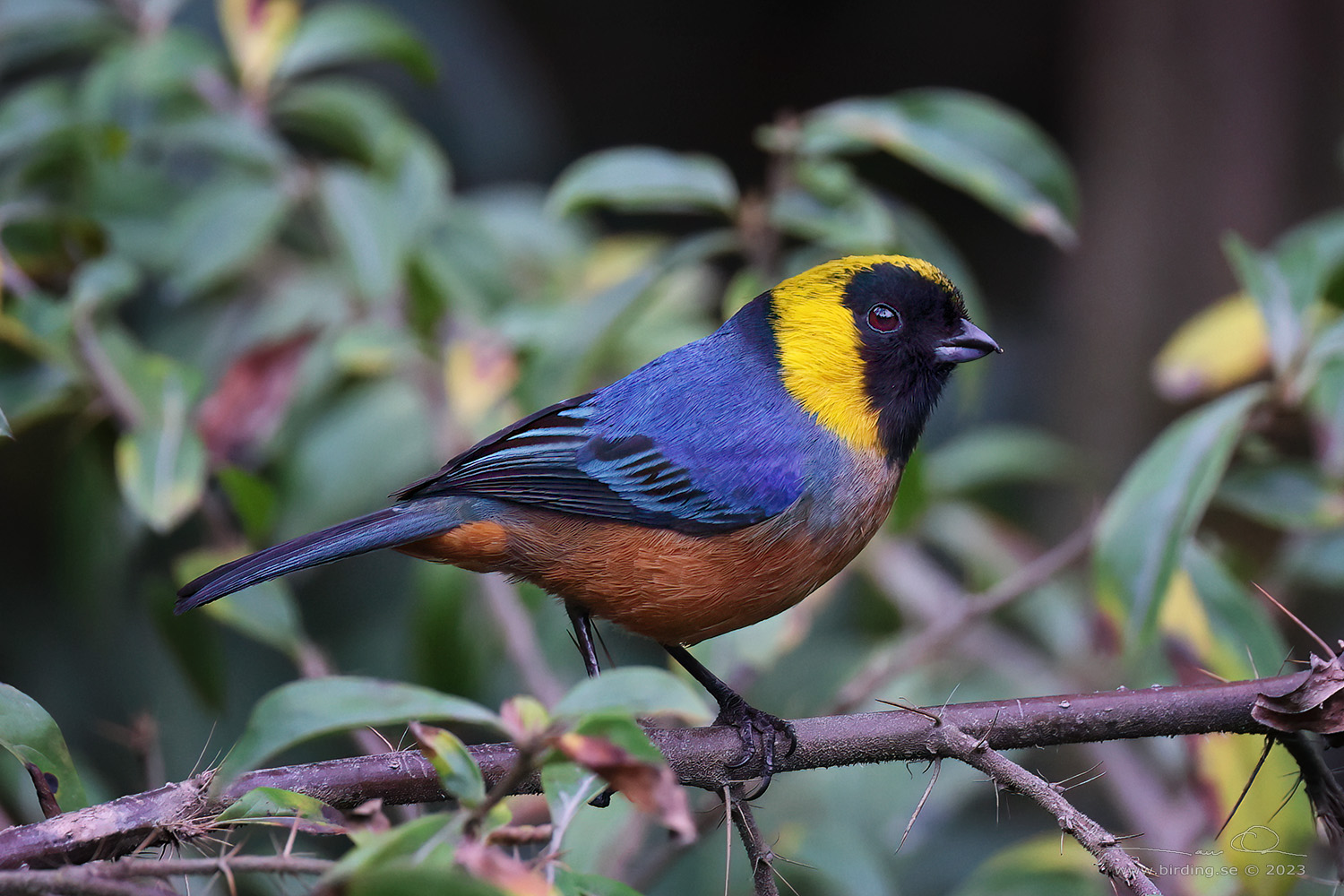 GOLDEN-COLLARED TANAGER (Iridosornis jelskii) - Stäng / close