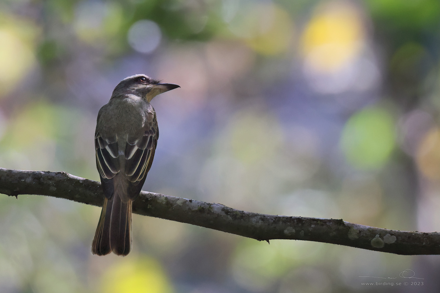 GOLDEN-CROWNED FLYCATCHER (Myiodynastes chrysocephalus) - Stäng / close