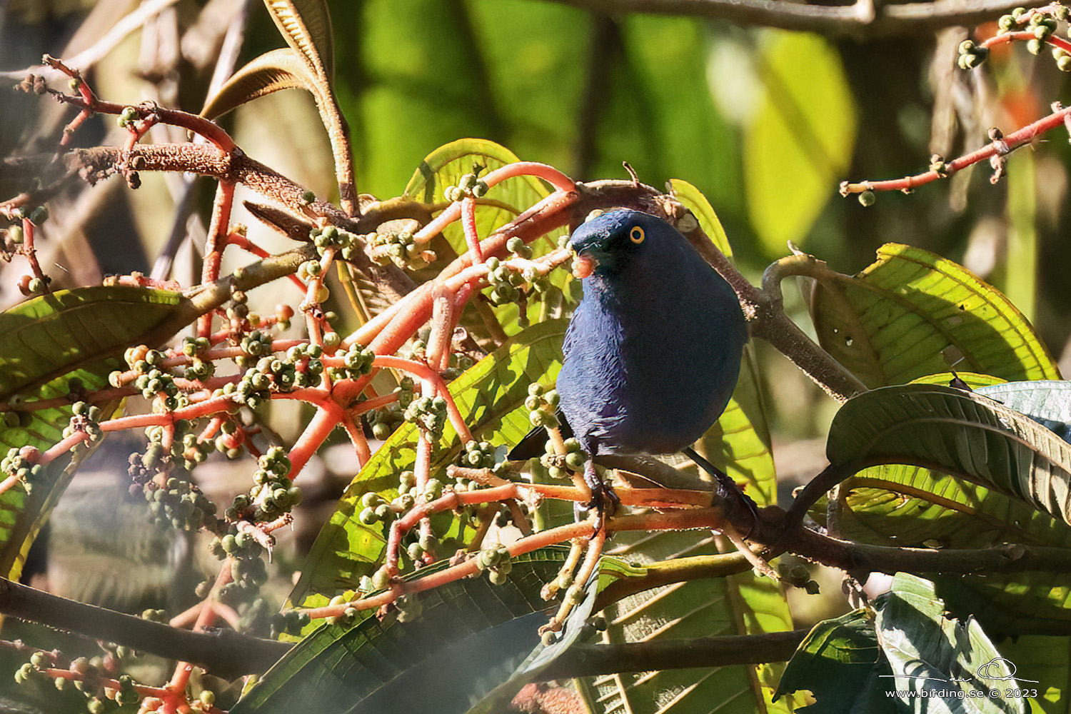 GOLDEN-EYED FLOWERPIERCER (Diglossa glauca) - Stäng / close