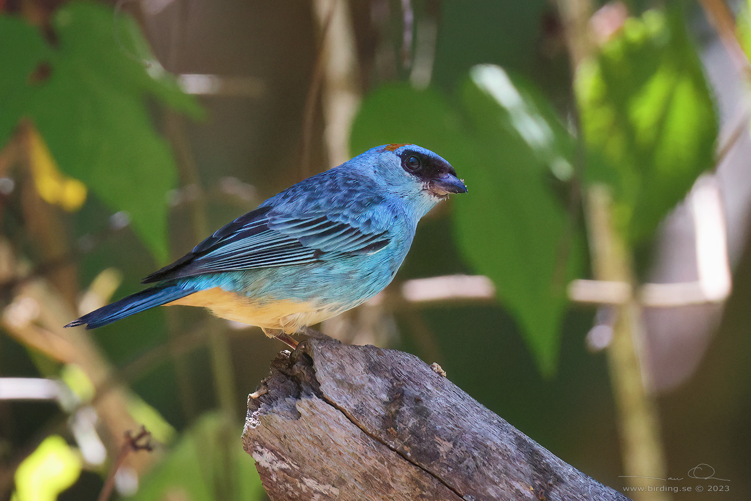 GOLDEN-NAPED TANAGER (Chalcothraupis ruficervix) - Stäng / close