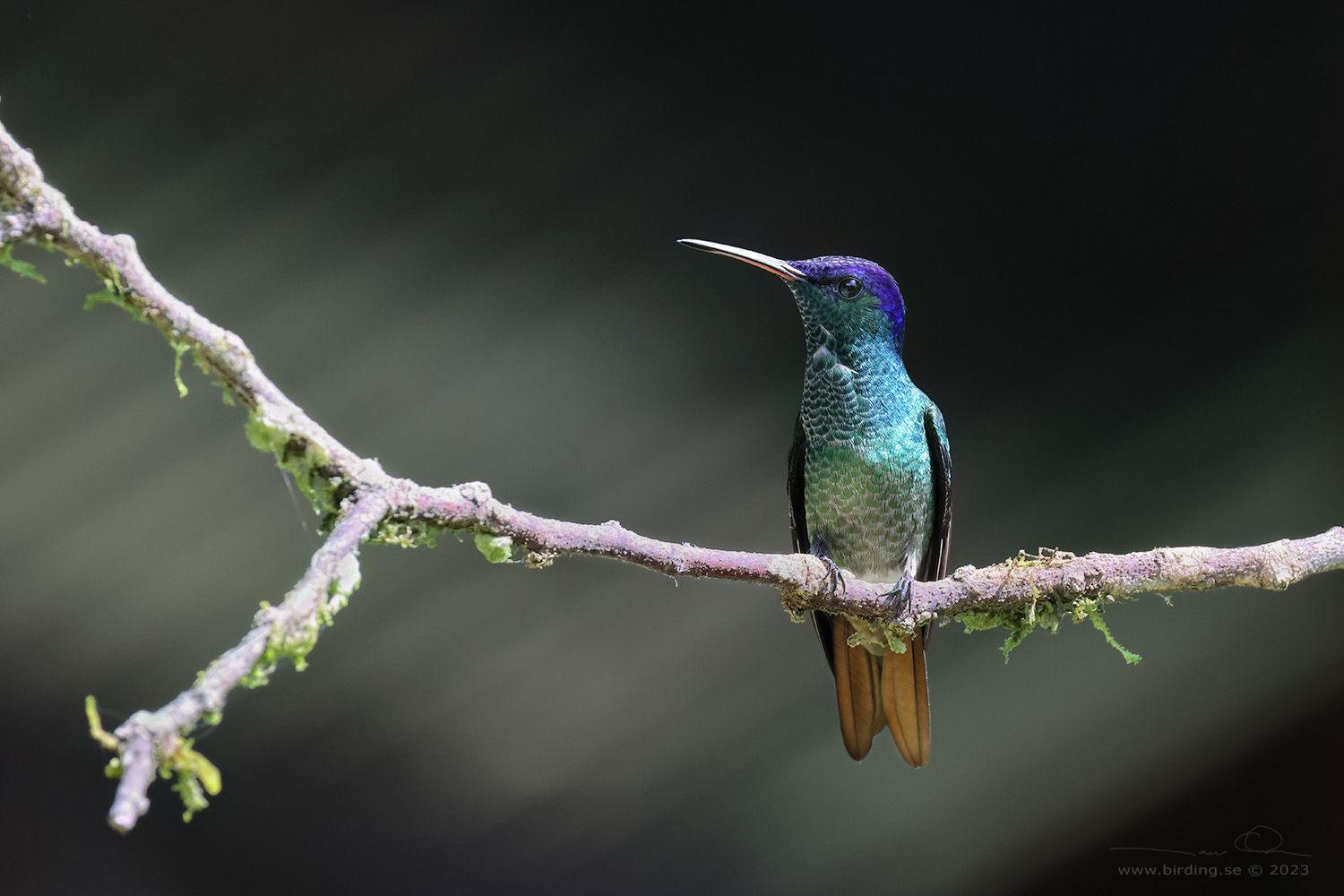 GOLDEN-TAILED SAPPHIRE (Chrysuronia oenone) - Stäng / close