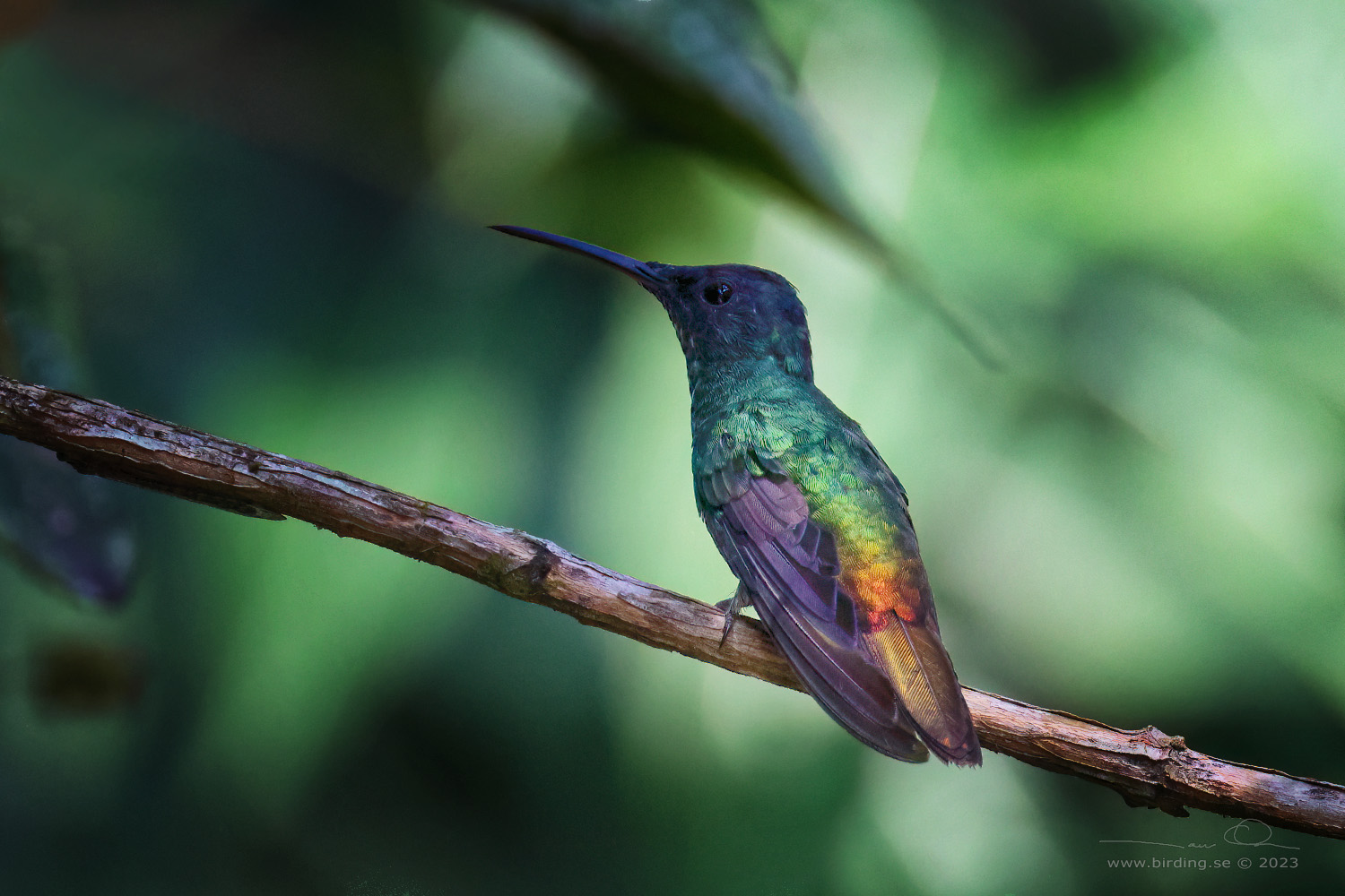 GOLDEN-TAILED SAPPHIRE (Chrysuronia oenone) - Stäng / close