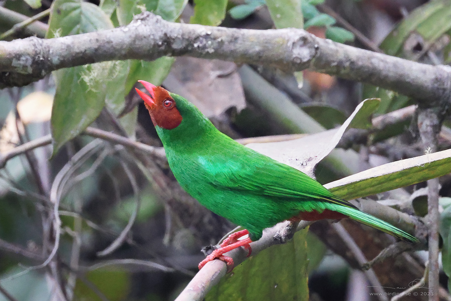 GRASS-GREEN TANAGER (Chlorornis riefferii) - Stäng / close