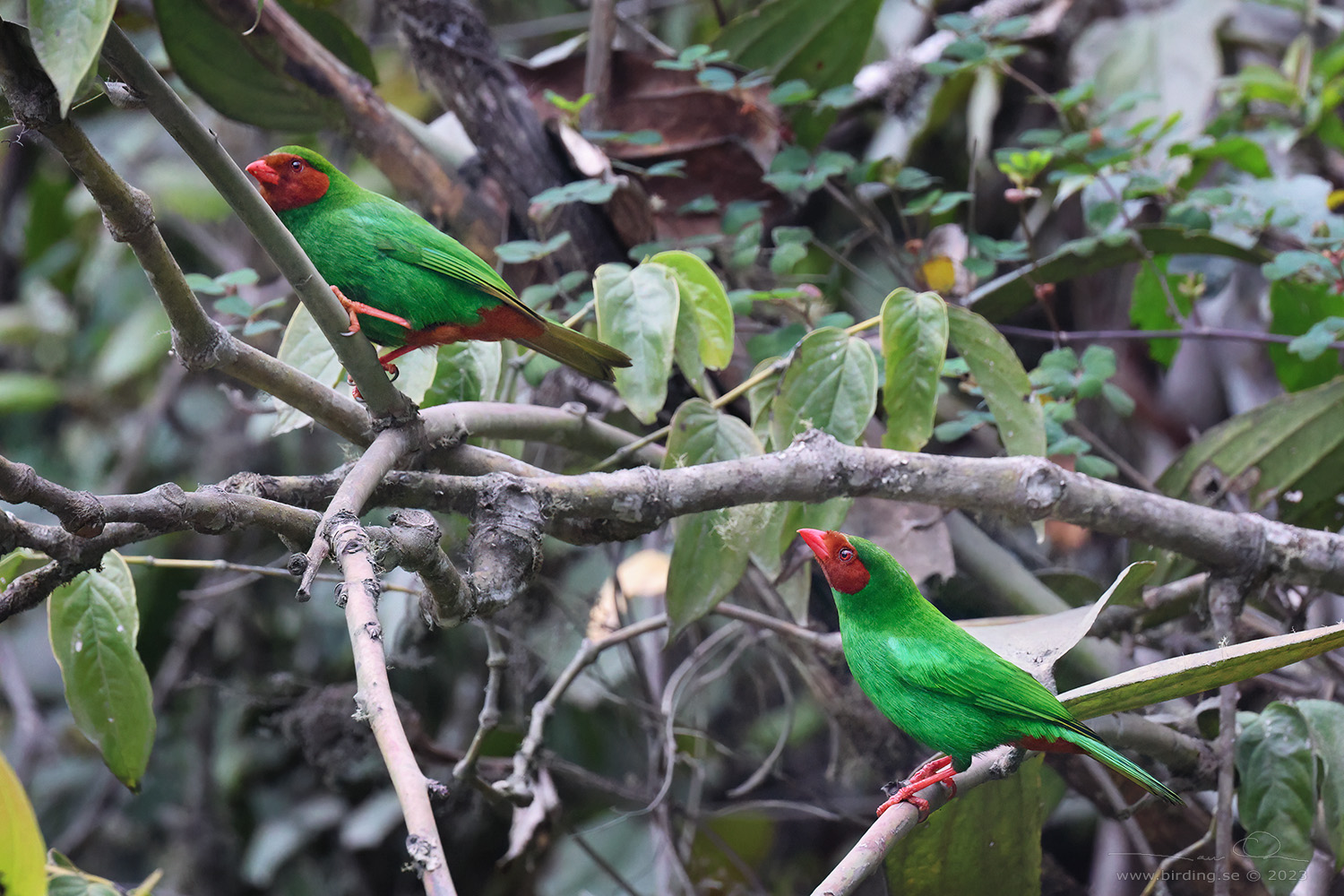 GRASS-GREEN TANAGER (Chlorornis riefferii) - Stäng / close