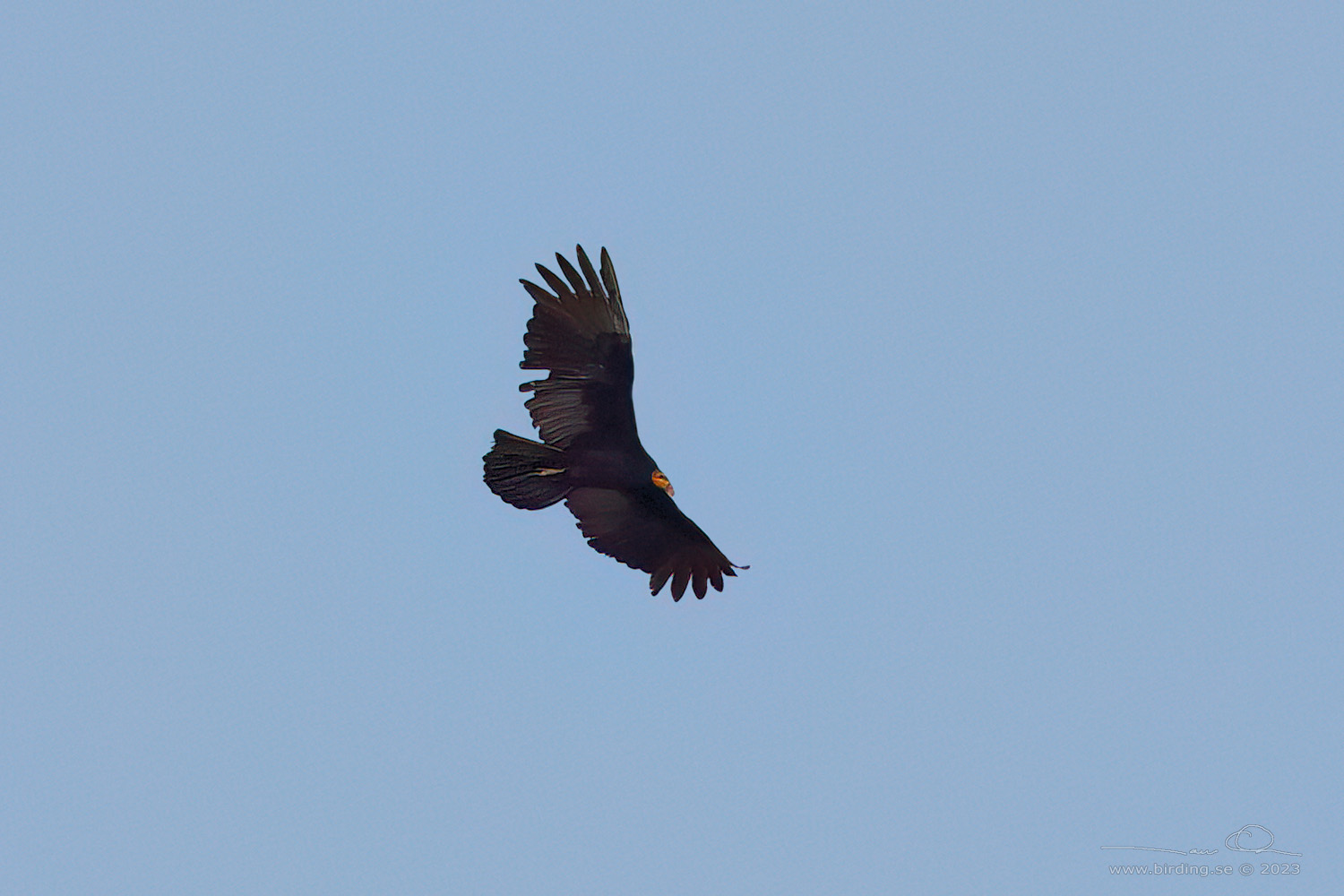 GREATER YELLOW-HEADED VULTURE (Cathartes melambrotus) - Stäng / close
