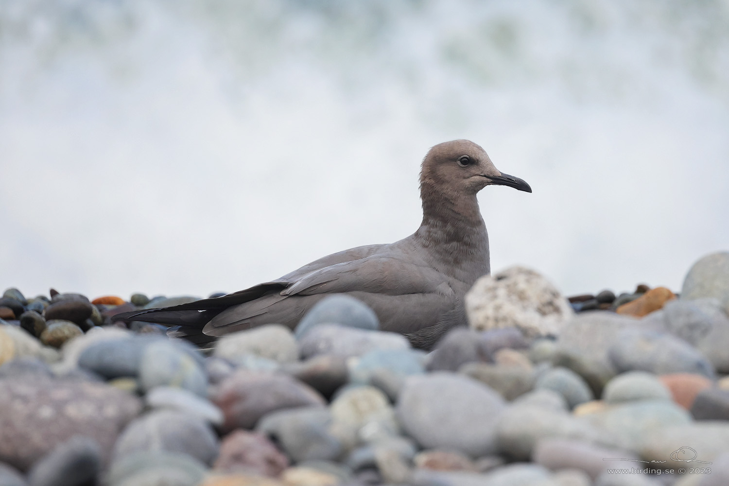 GREY GULL (Leucophaeus modestus) - Stäng / close