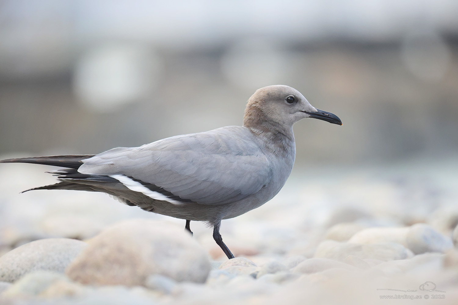 GREY GULL (Leucophaeus modestus) - Stäng / close