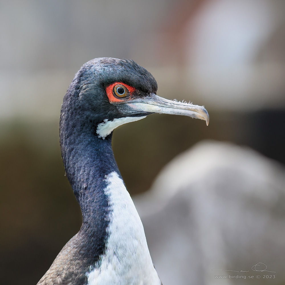 GUANAY CORMORANT (Leucocarbo bougainvillii) - Stäng / close