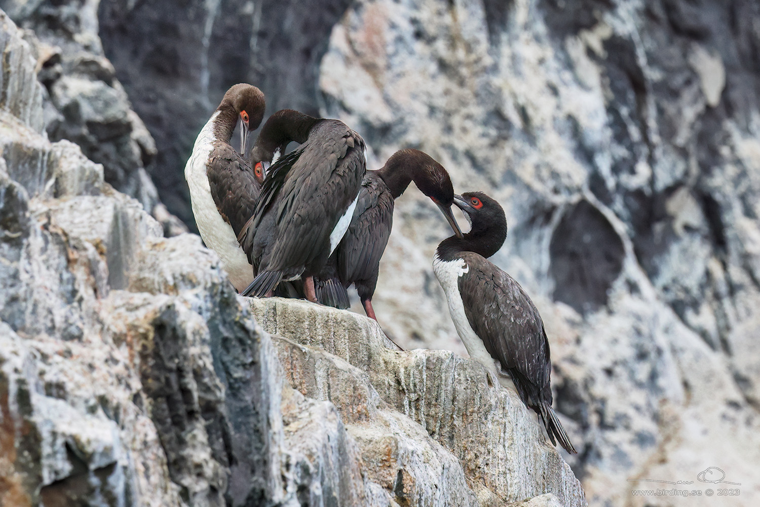 GUANAY CORMORANT (Leucocarbo bougainvillii) - Stäng / close