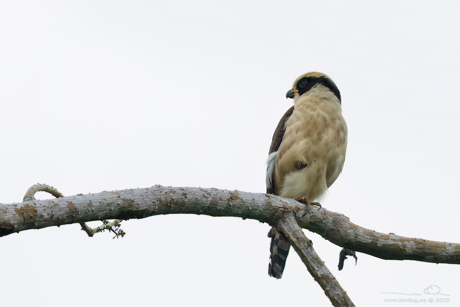 LAUGHING FALCON (Herpetotheres cachinnans) - Stäng / close