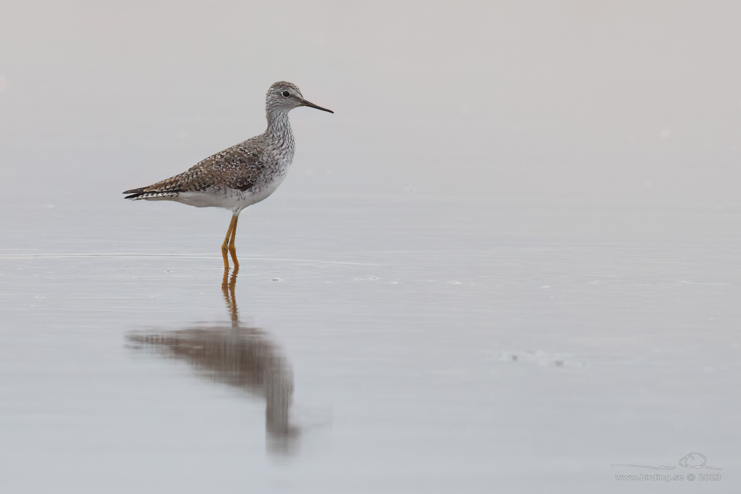 LESSER YELLOWLEGS (Tringa flavipes) - Stäng / close