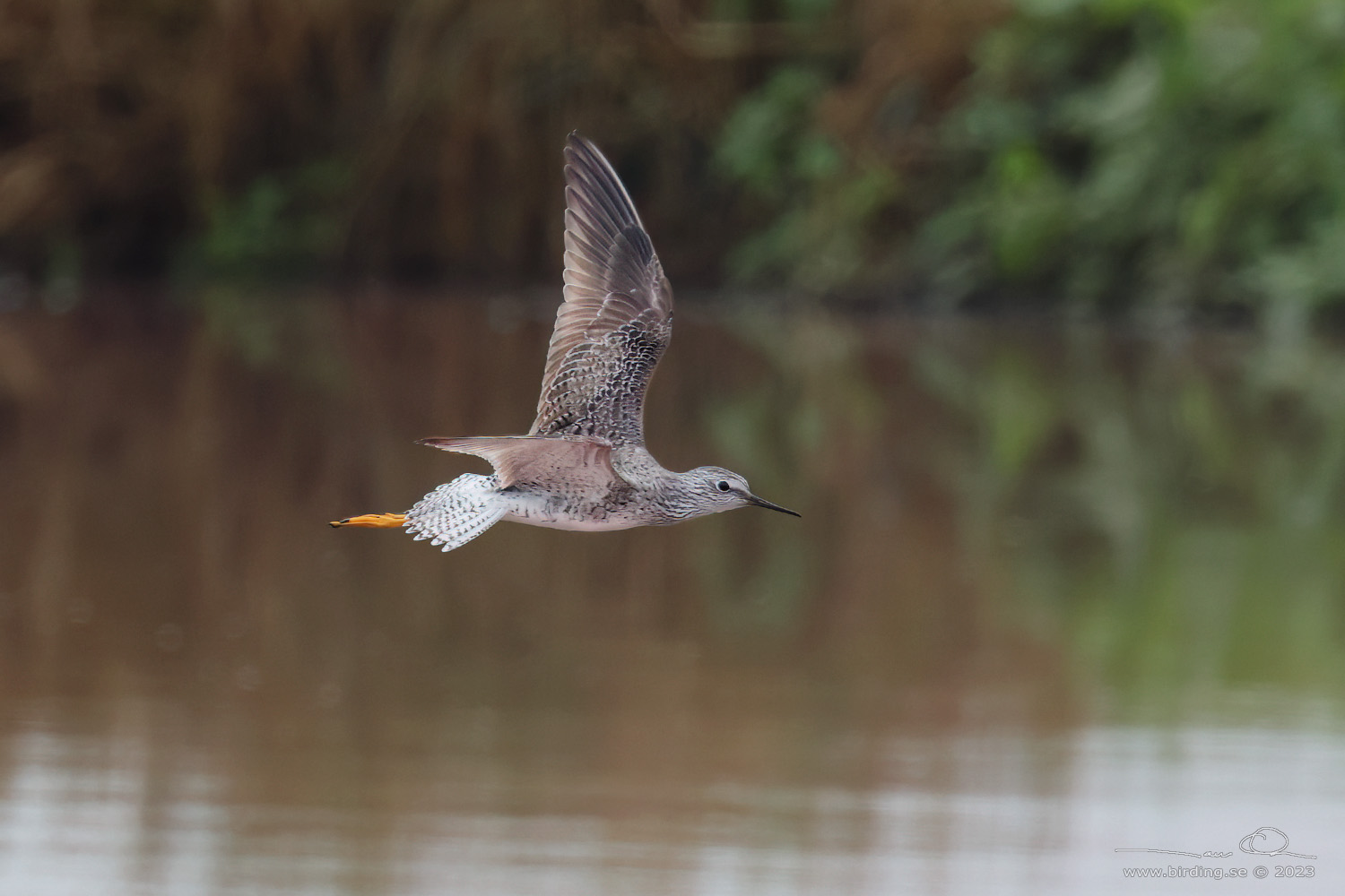 LESSER YELLOWLEGS (Tringa flavipes) - Stäng / close