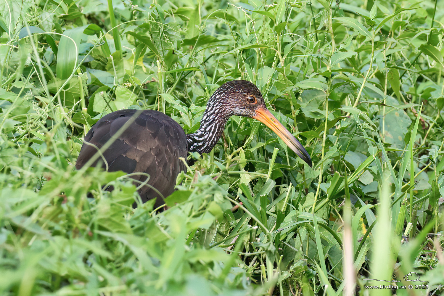 LIMPKIN (Aramus guarauna) - Stäng / close