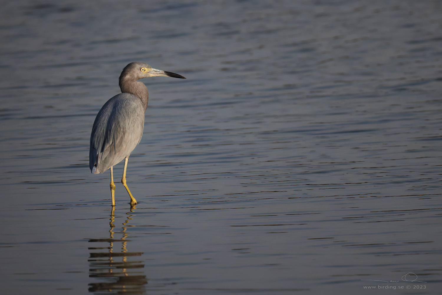 LITTLE BLUE HERON (Egretta caerulea) - Stäng / close